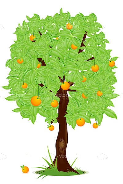 Orange tree